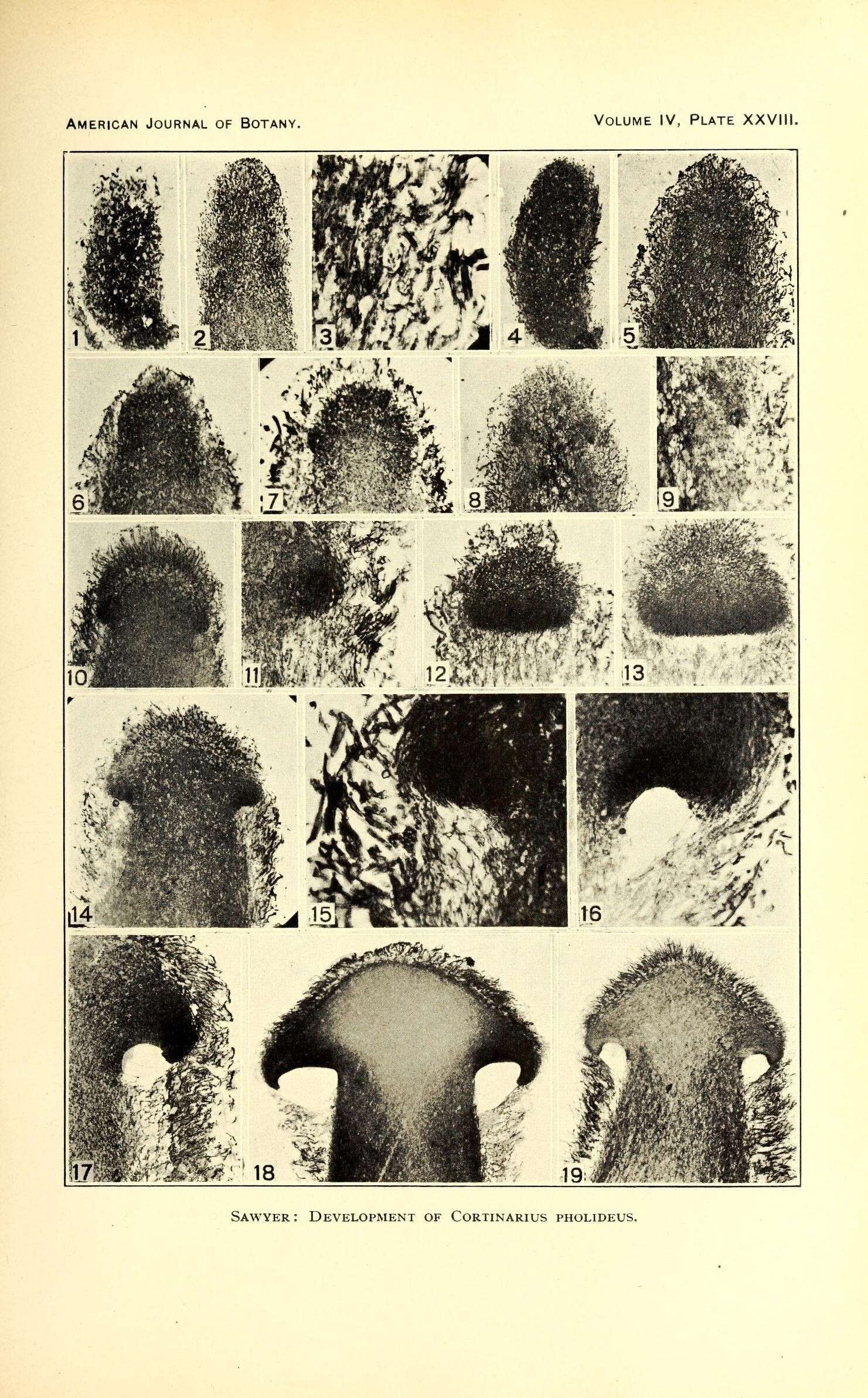 Image of Cortinarius pholideus (Lilj.) Fr. 1838