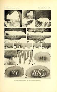 Image of Cortinarius pholideus (Lilj.) Fr. 1838