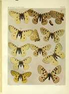 Image of Parnassius