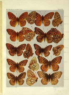 Image of Argynnis