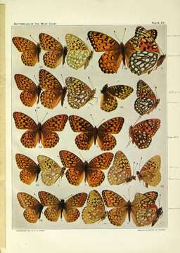 Image of Argynnis