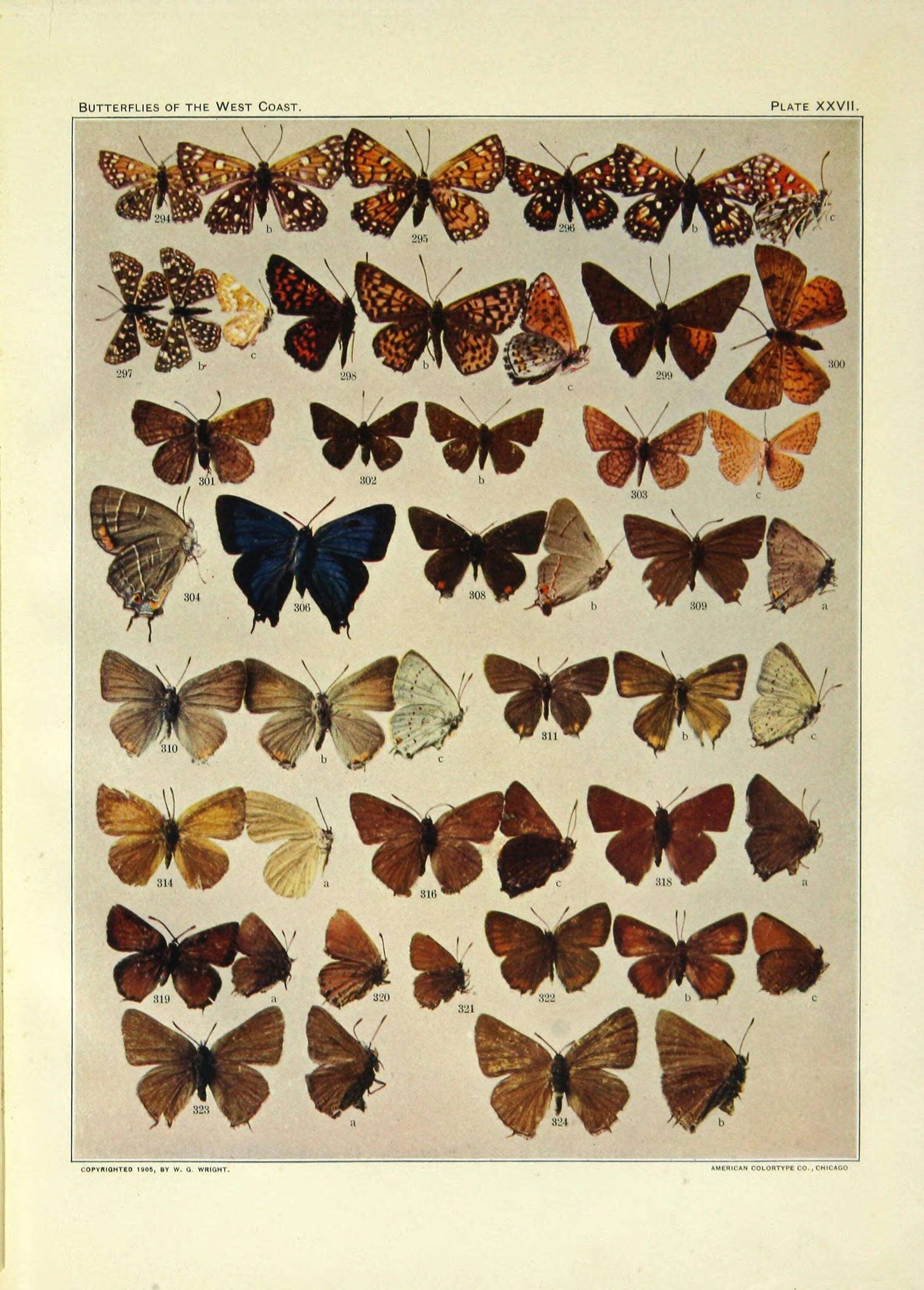 Image de Calephelis borealis (Grote & Robinson 1866)