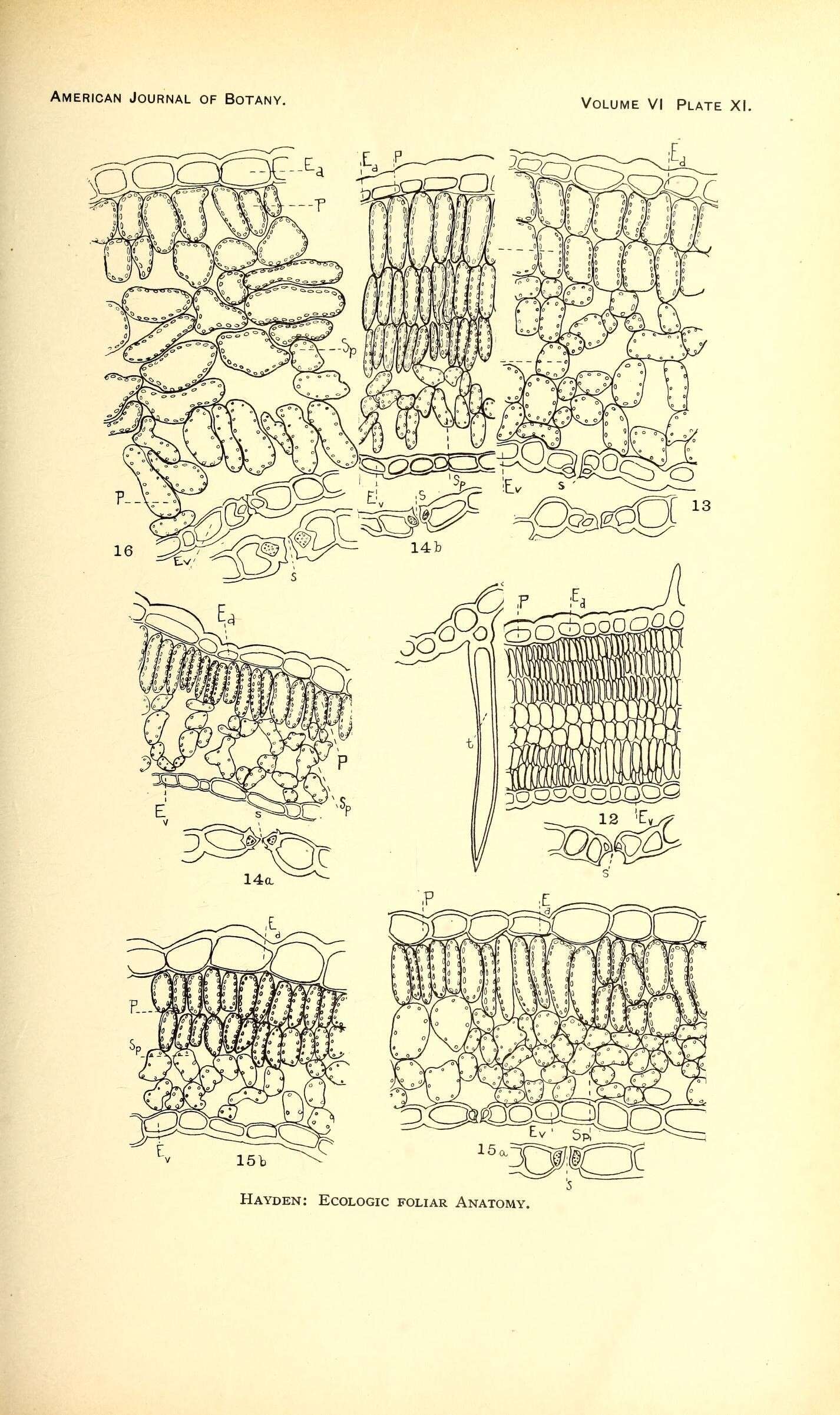 Image of Virginia water horehound