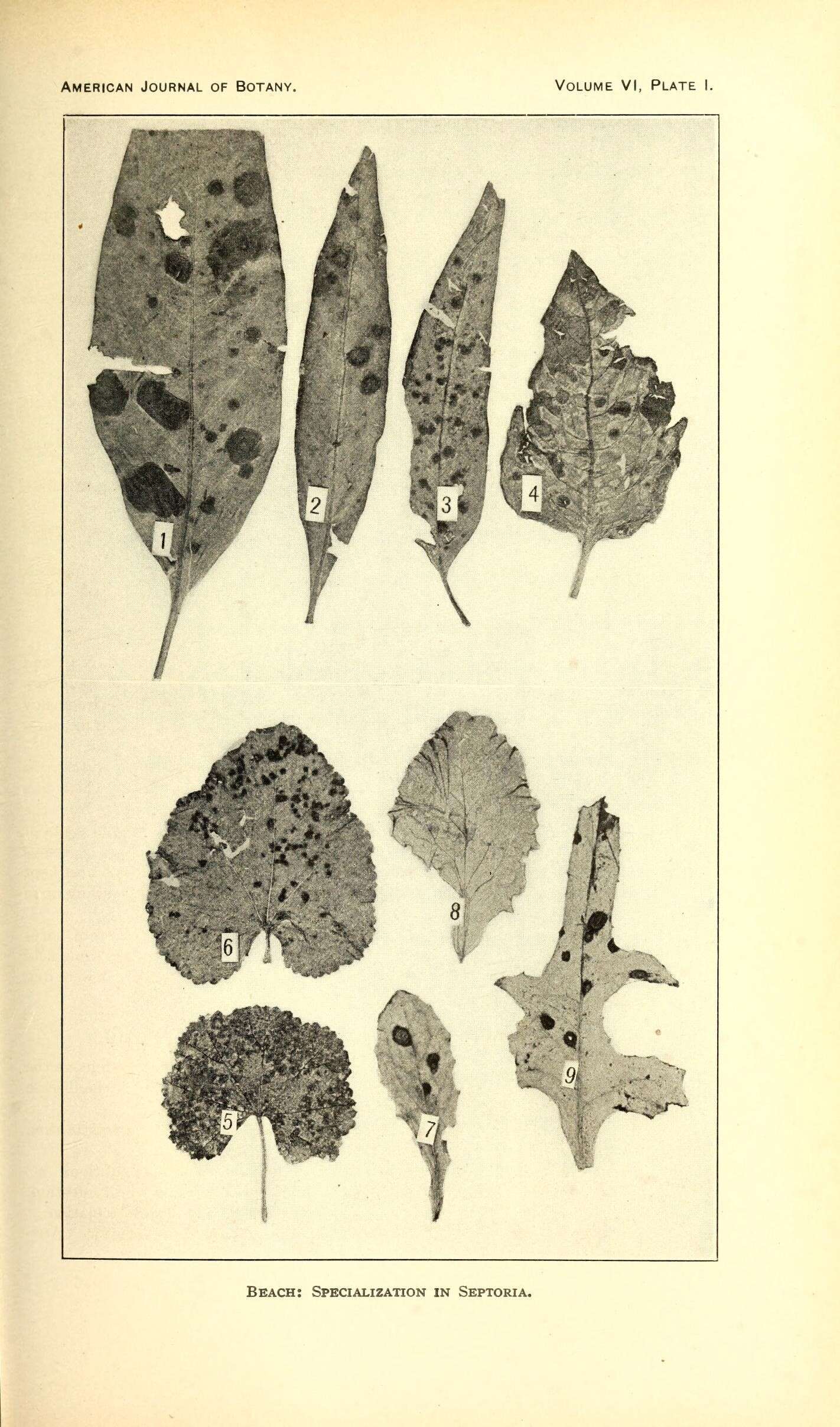 Imagem de Lactuca canadensis L.