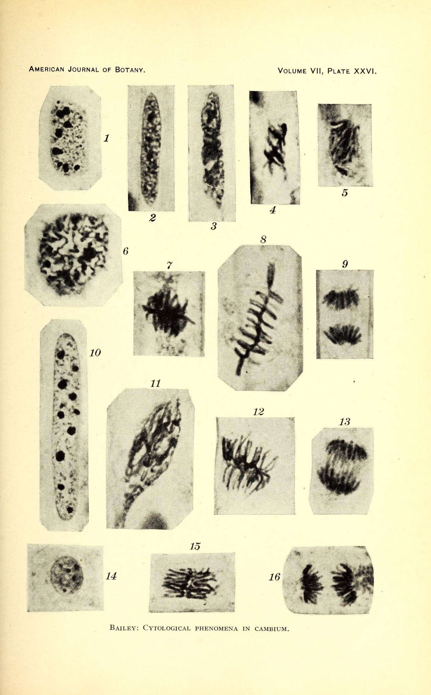 Image of eastern white pine