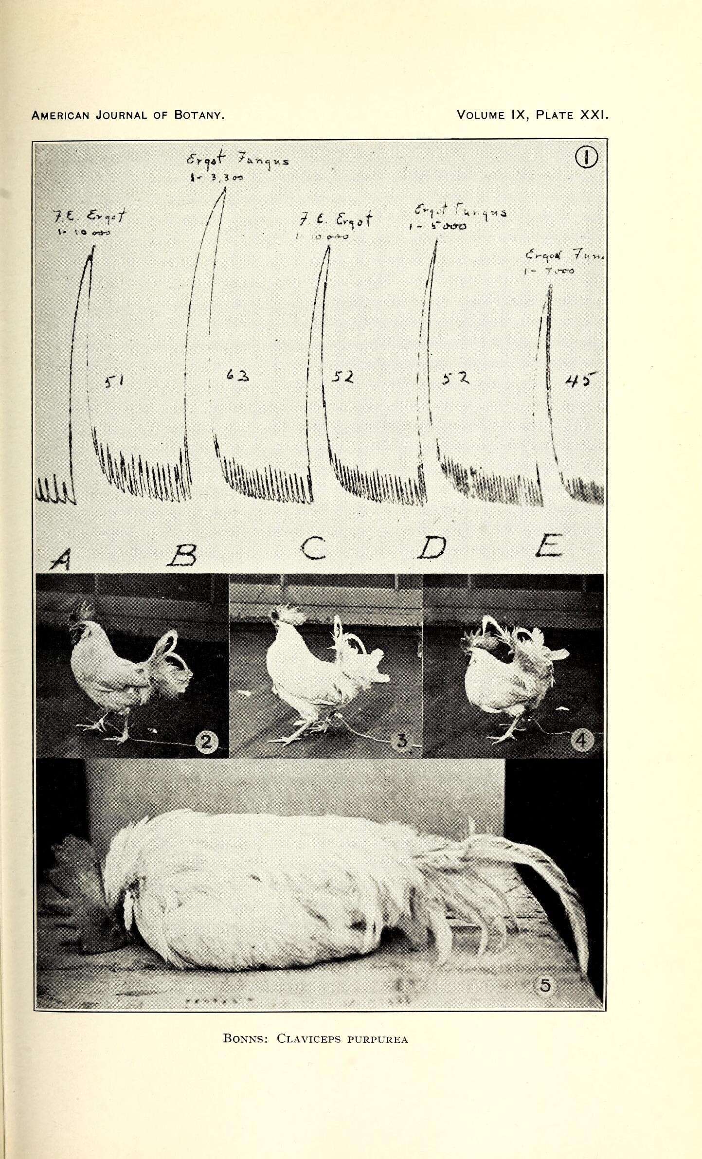 Image de Claviceps