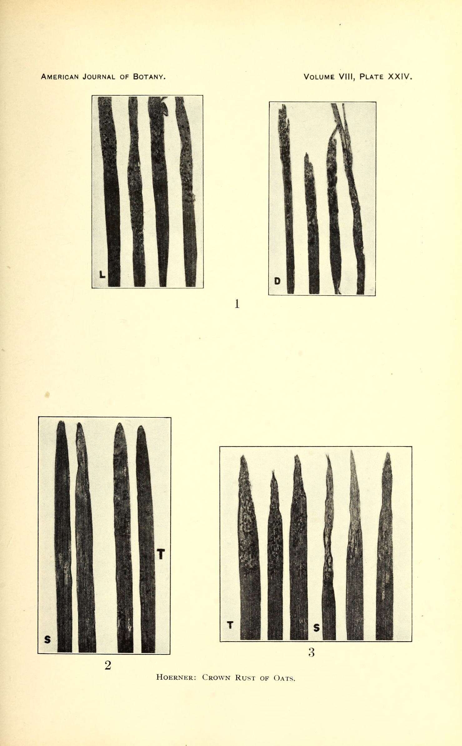 Image of animated oat