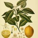 Image of Citrus limon