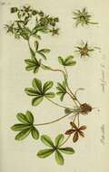 Image de Potentilla caulescens L.