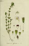 Imagem de Euphrasia officinalis L.