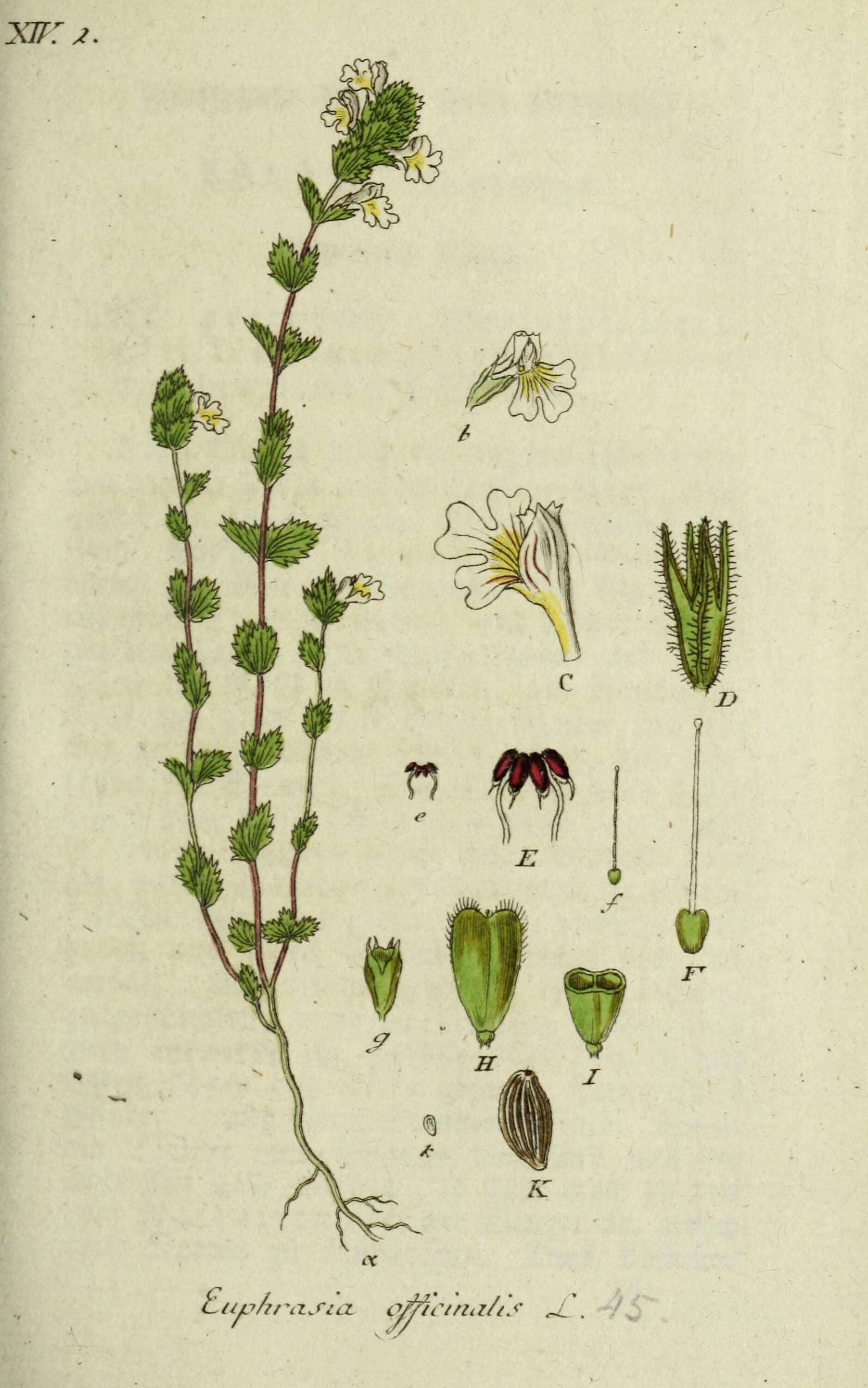 Image of Euphrasia officinalis L.