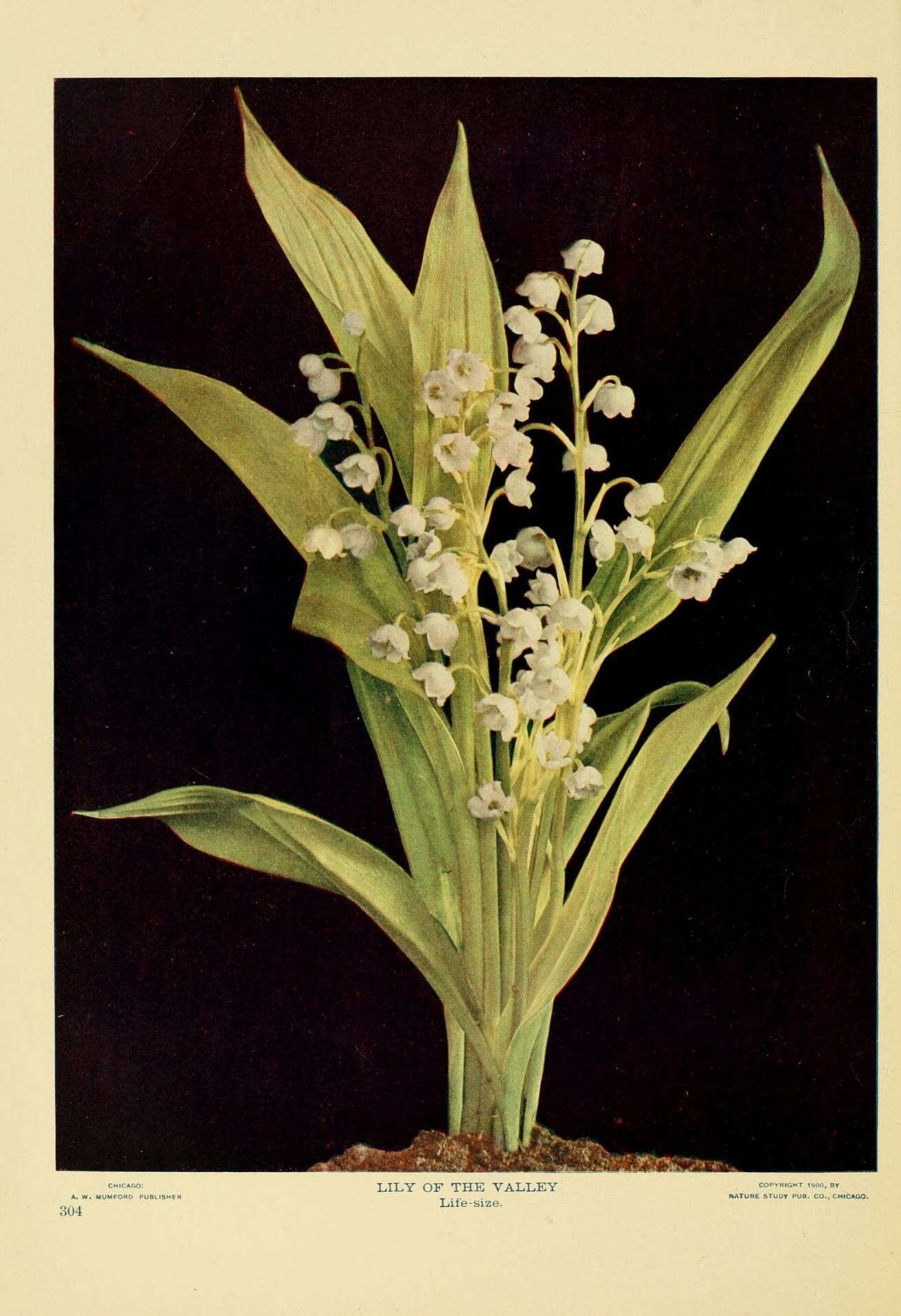 Image of convallaria