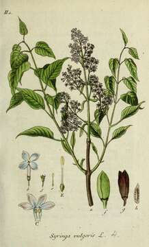 Image of Common Lilac