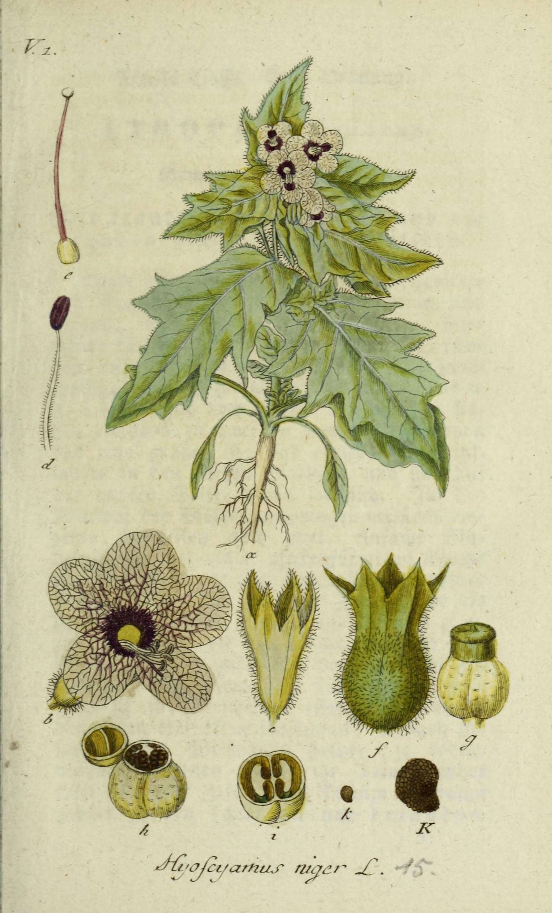 Image of black henbane