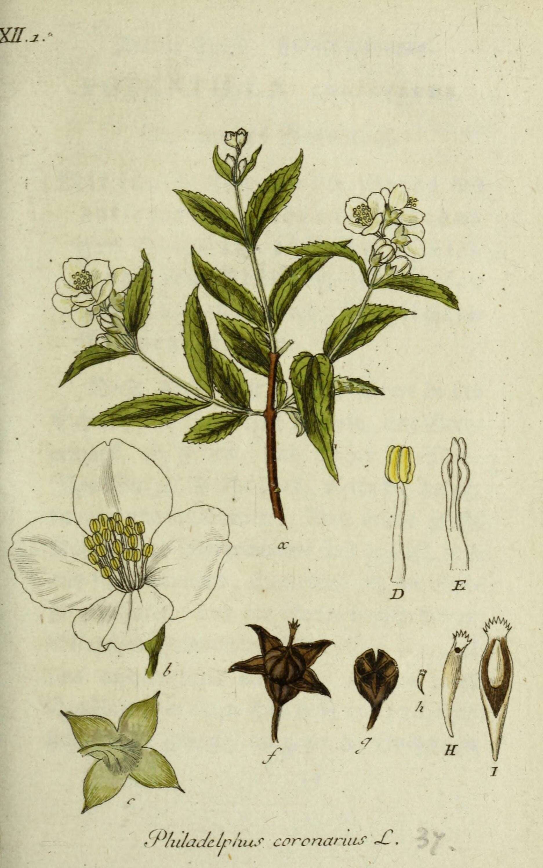 Image of sweet mock orange