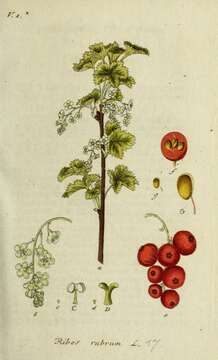 Image of Red Currant