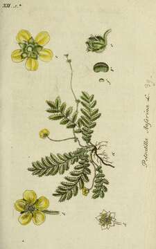 Image of silverweed cinquefoil