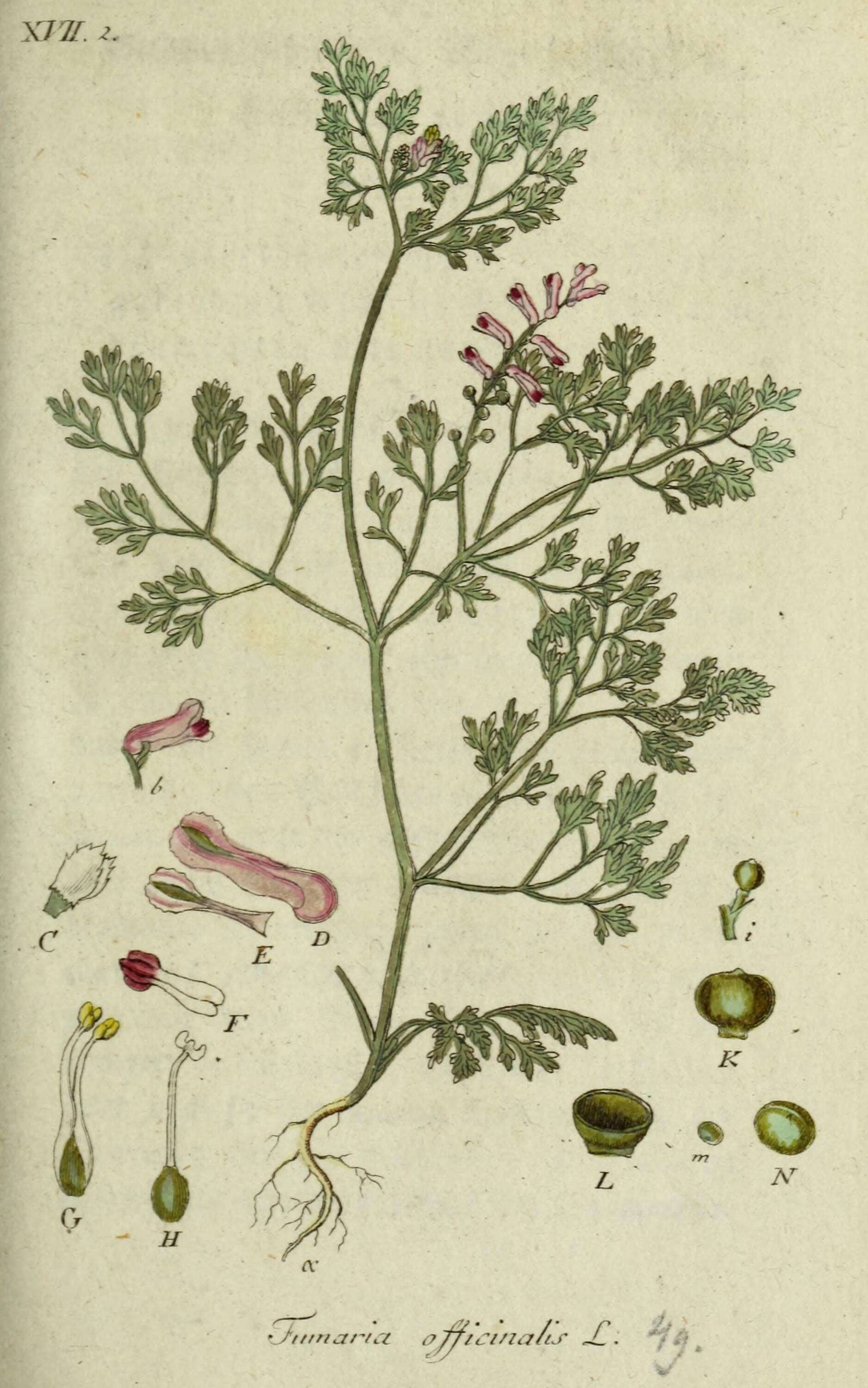 Image of Common Fumitory