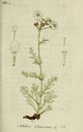 Achillea clavennae L. resmi