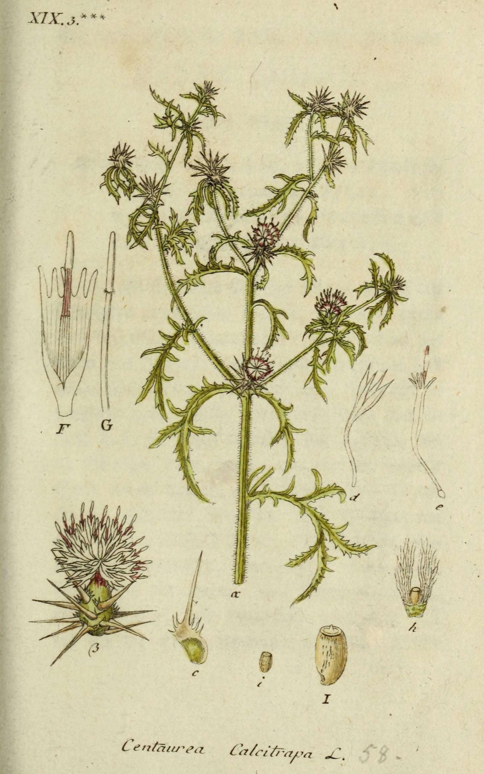 Image of red star-thistle