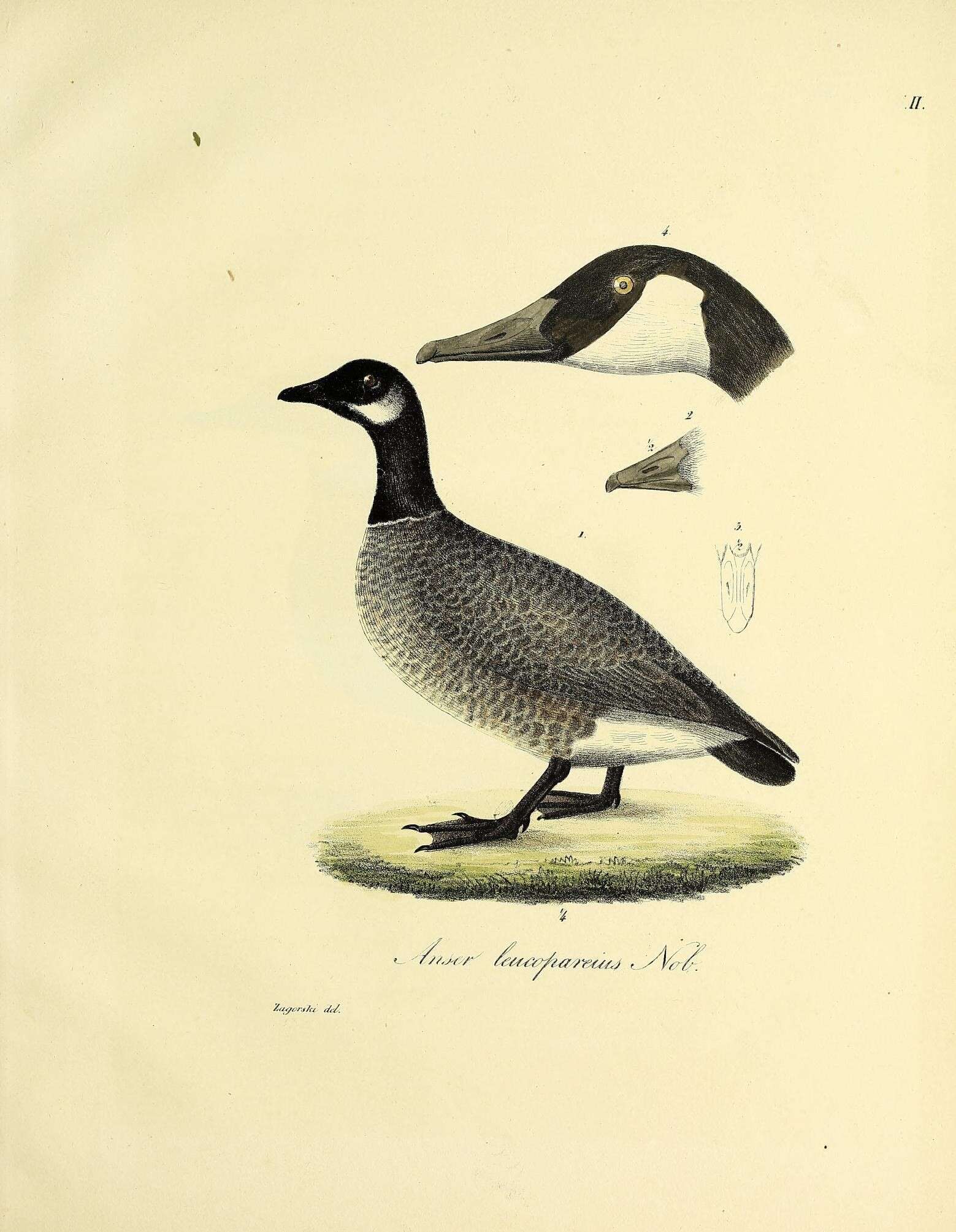 Image of Hawaiian goose