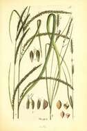 Image of Slender Tufted-sedge