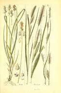 Carex acuta L. resmi