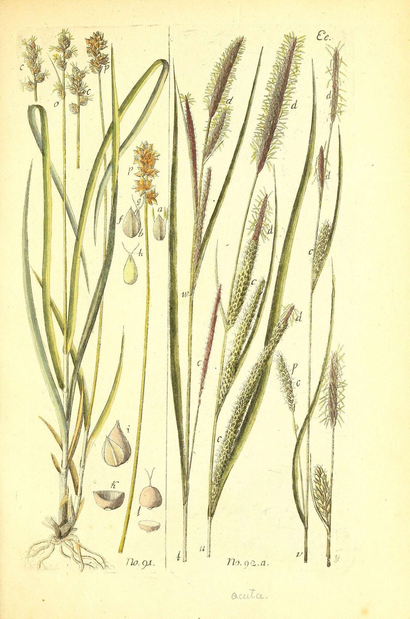 Carex acuta L. resmi