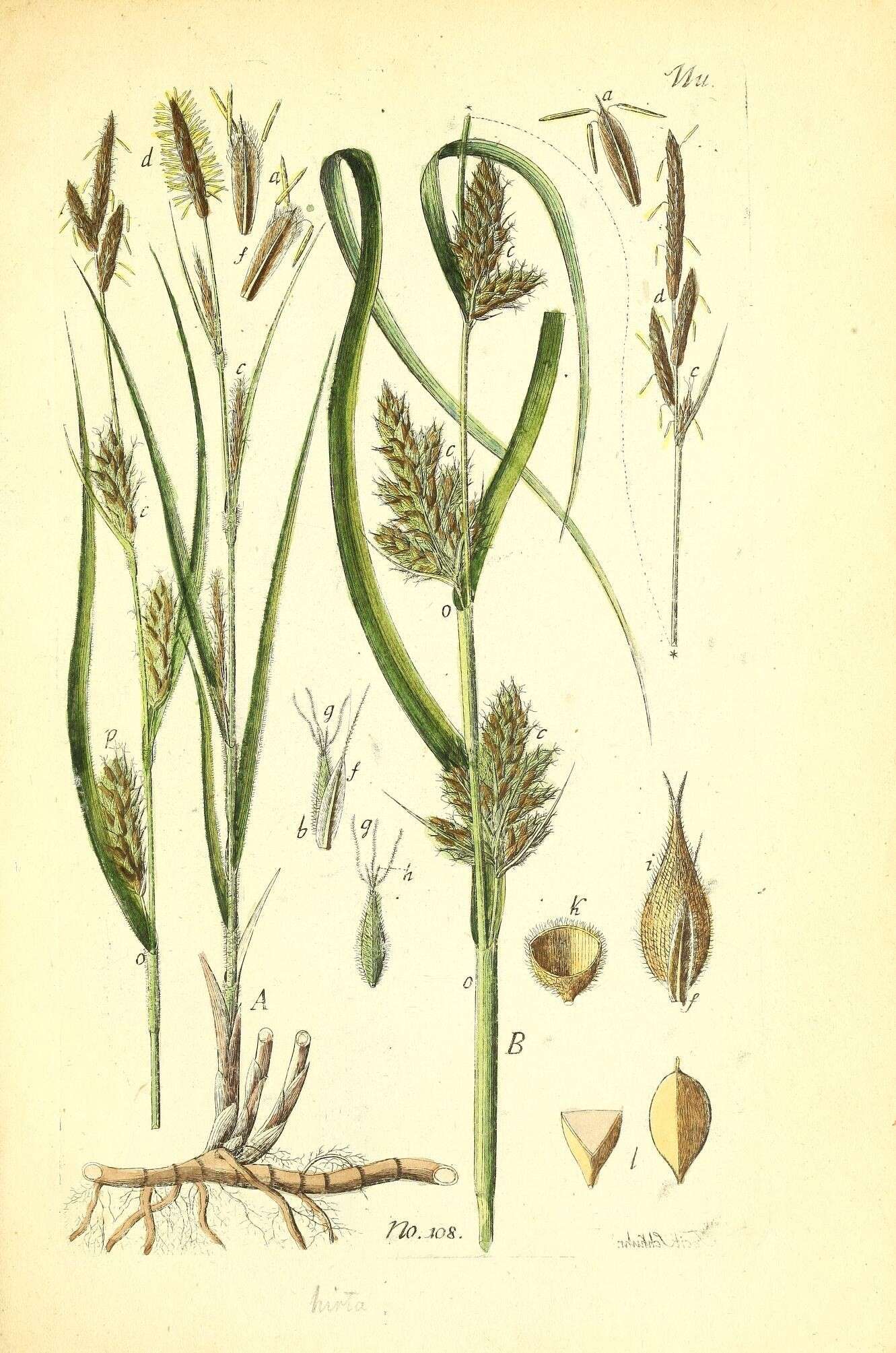 Image of Hairy Sedge