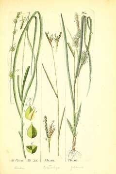 Image of grassland sedge