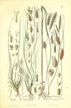 Image of Carex mucronata All.