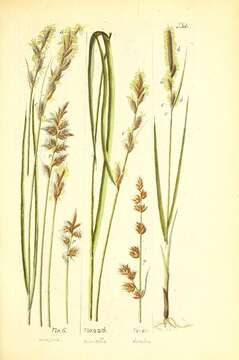 Image of grassland sedge