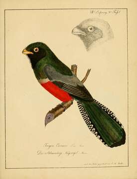 Plancia ëd Trogon curucui Linnaeus 1766