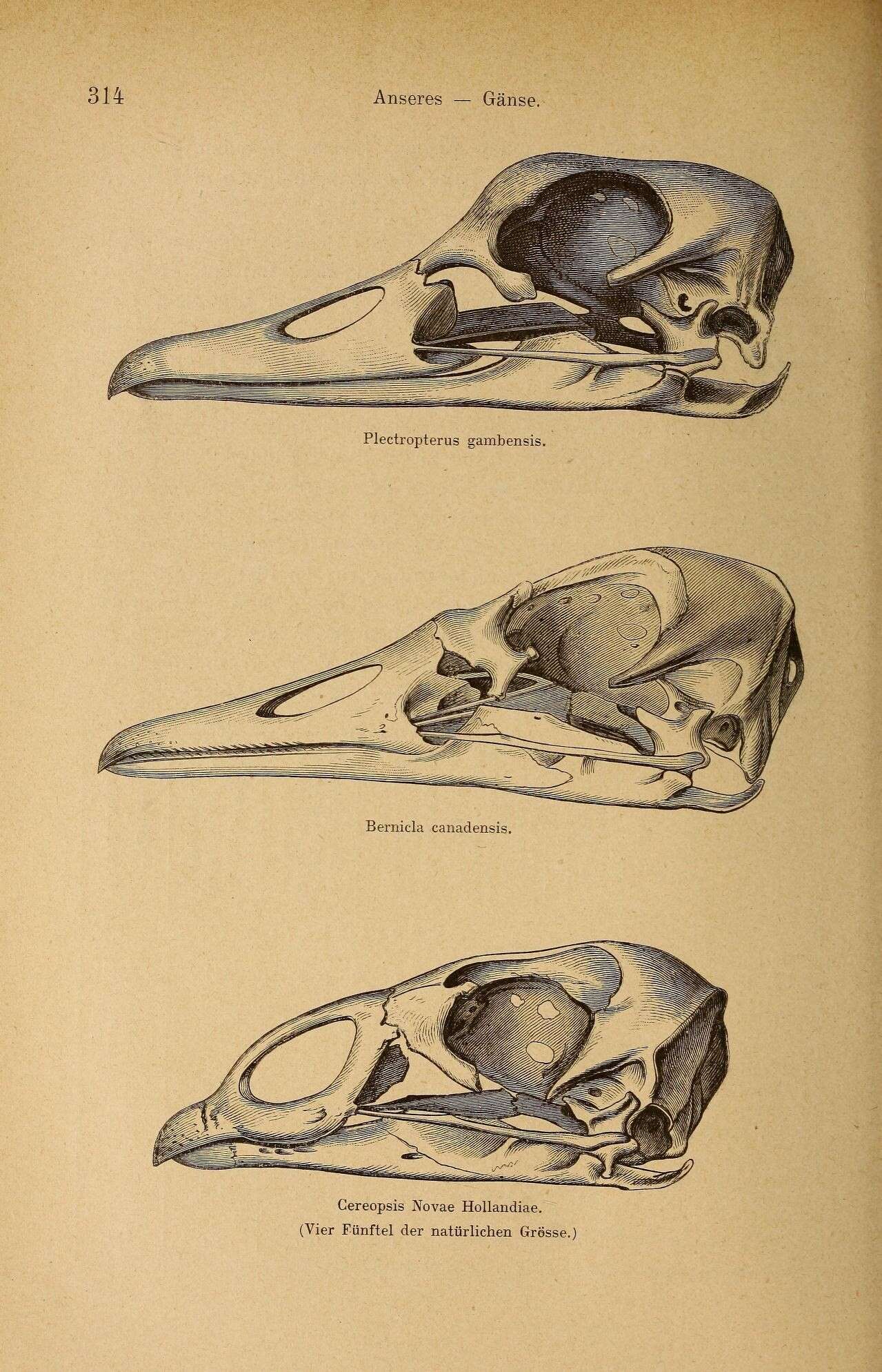 Image of Plectropterus Stephens 1824