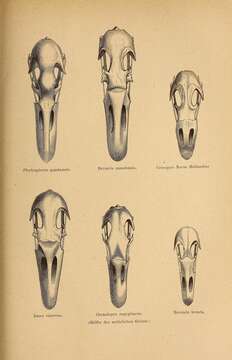 Image de Plectropterus Stephens 1824