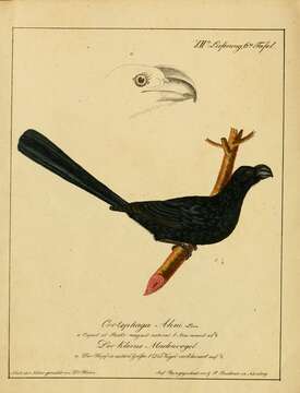 Imagem de Crotophaga Linnaeus 1758