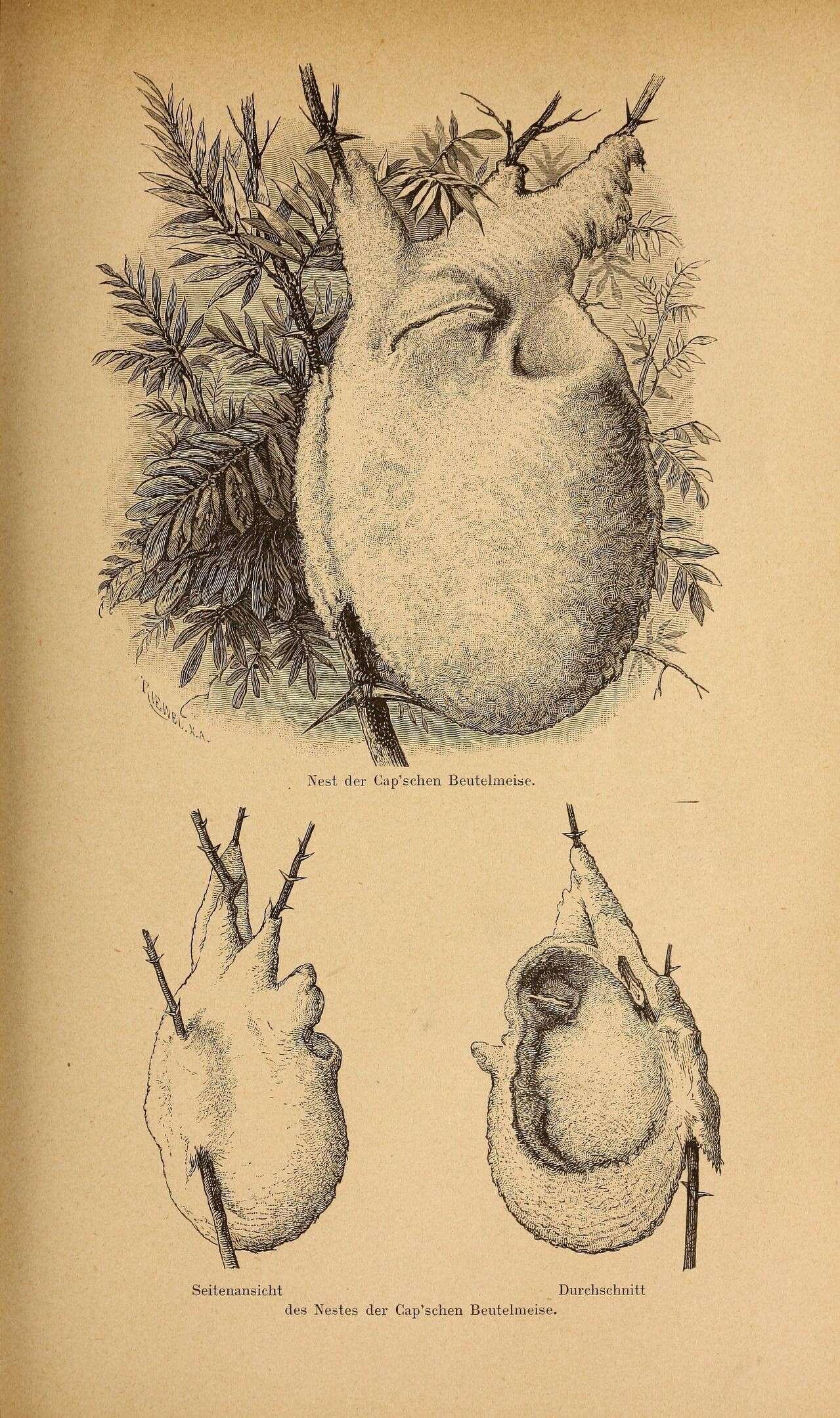 Image of Cape Penduline Tit