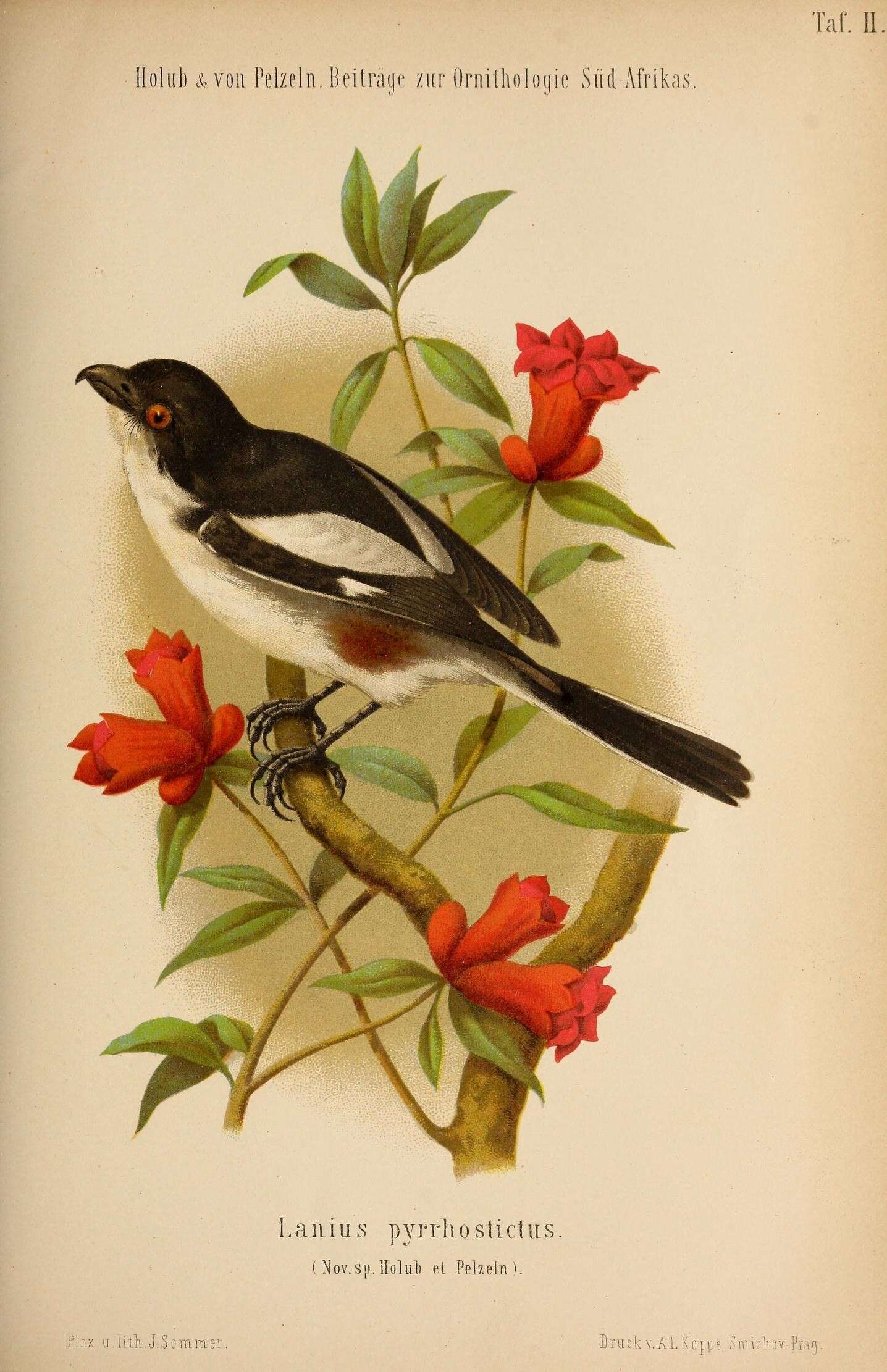 Image of Lanius collaris pyrrhostictus Holub & Pelzeln 1882