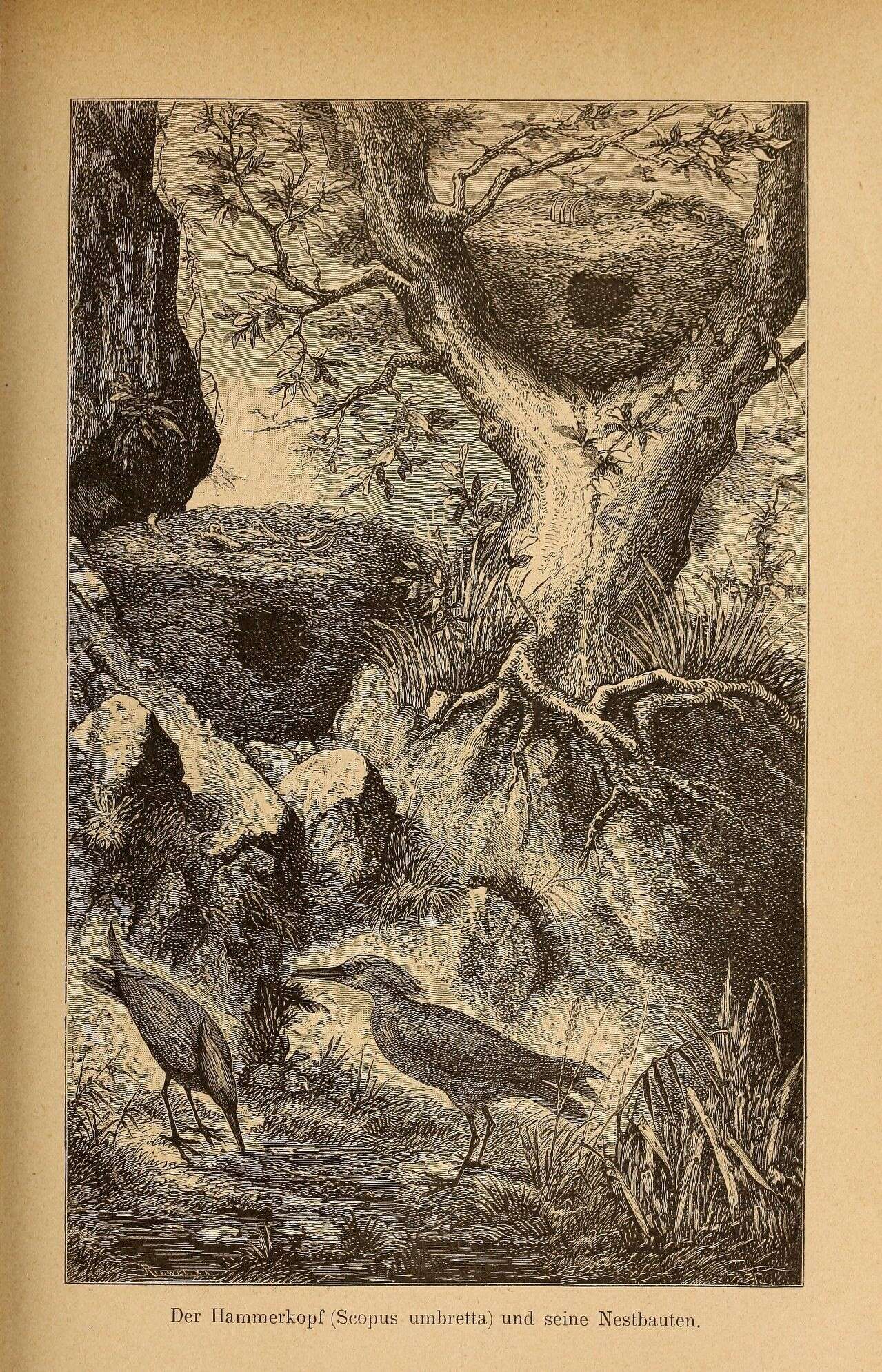 Image of hamerkop