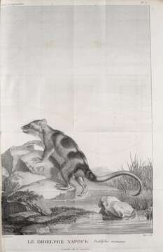 Image of Chironectes Illiger 1811