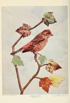 Image of Purple Finch