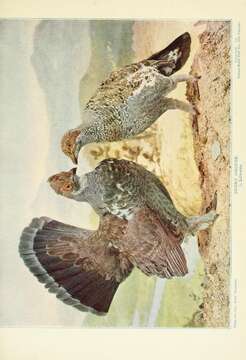 Image of Dusky Grouse