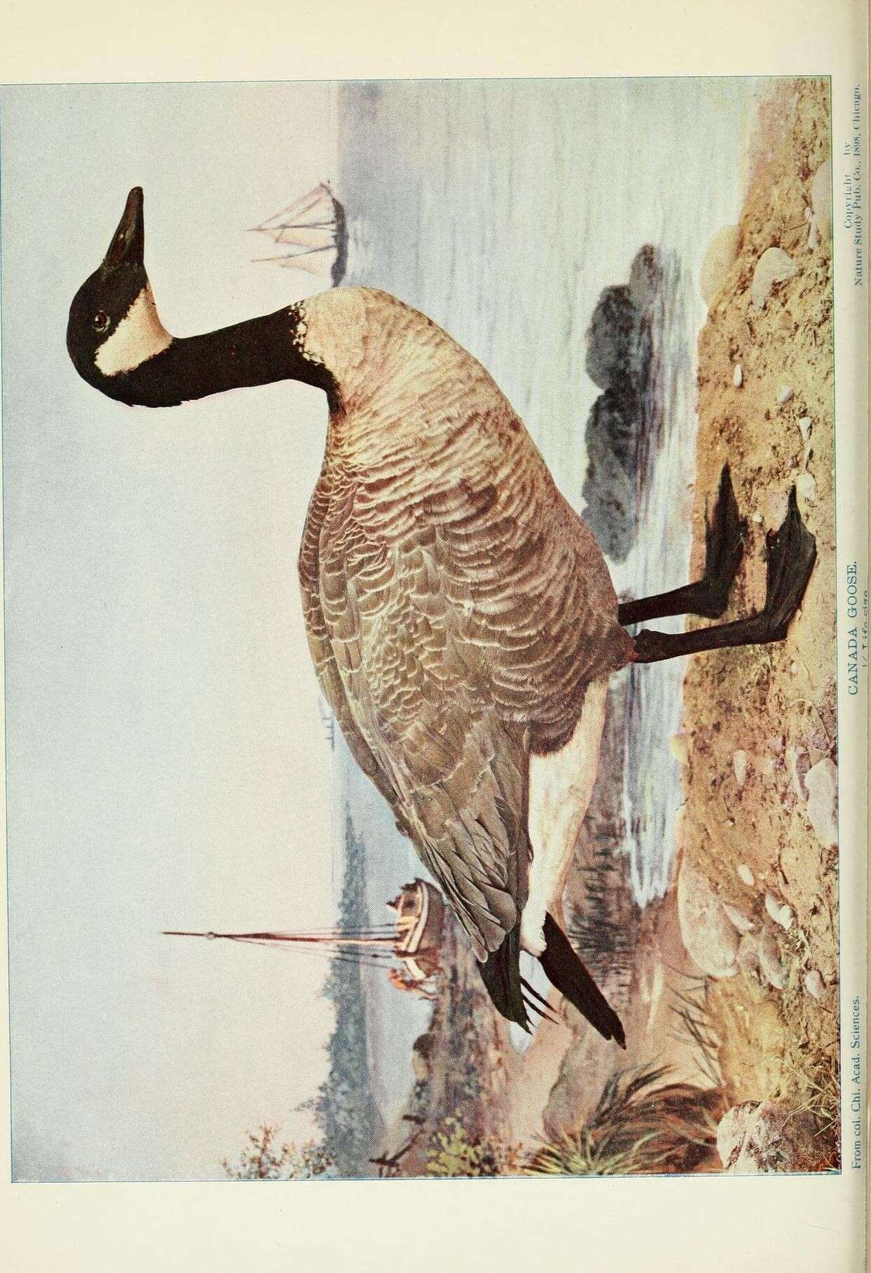 Image of Hawaiian goose