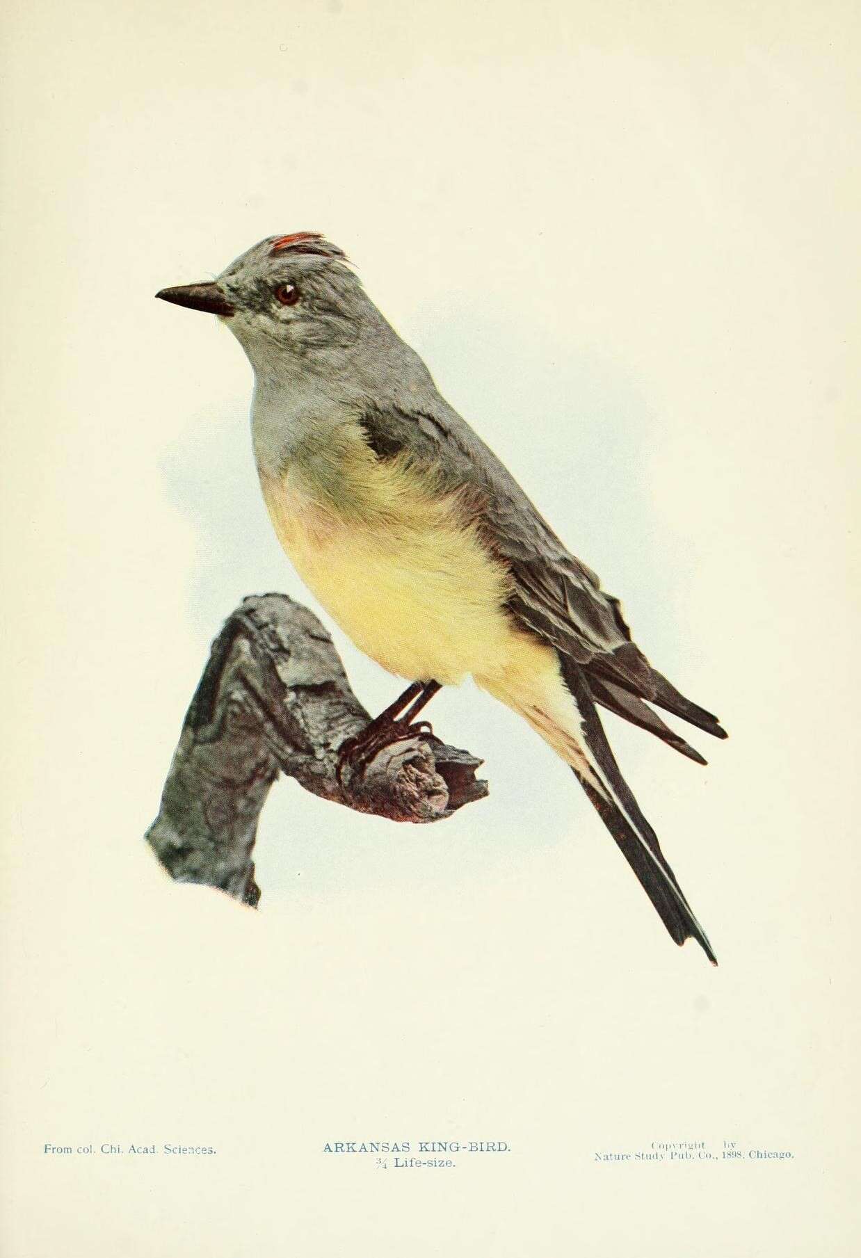 Image of Western Kingbird