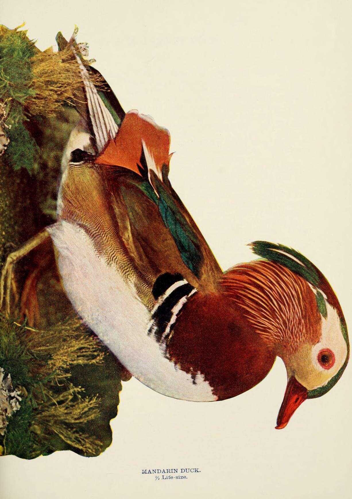 Image of Mandarin Duck