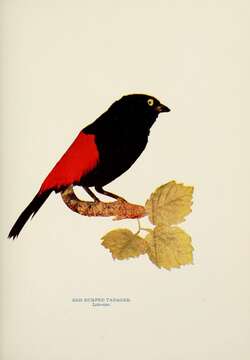 Image of Passerini's Tanager