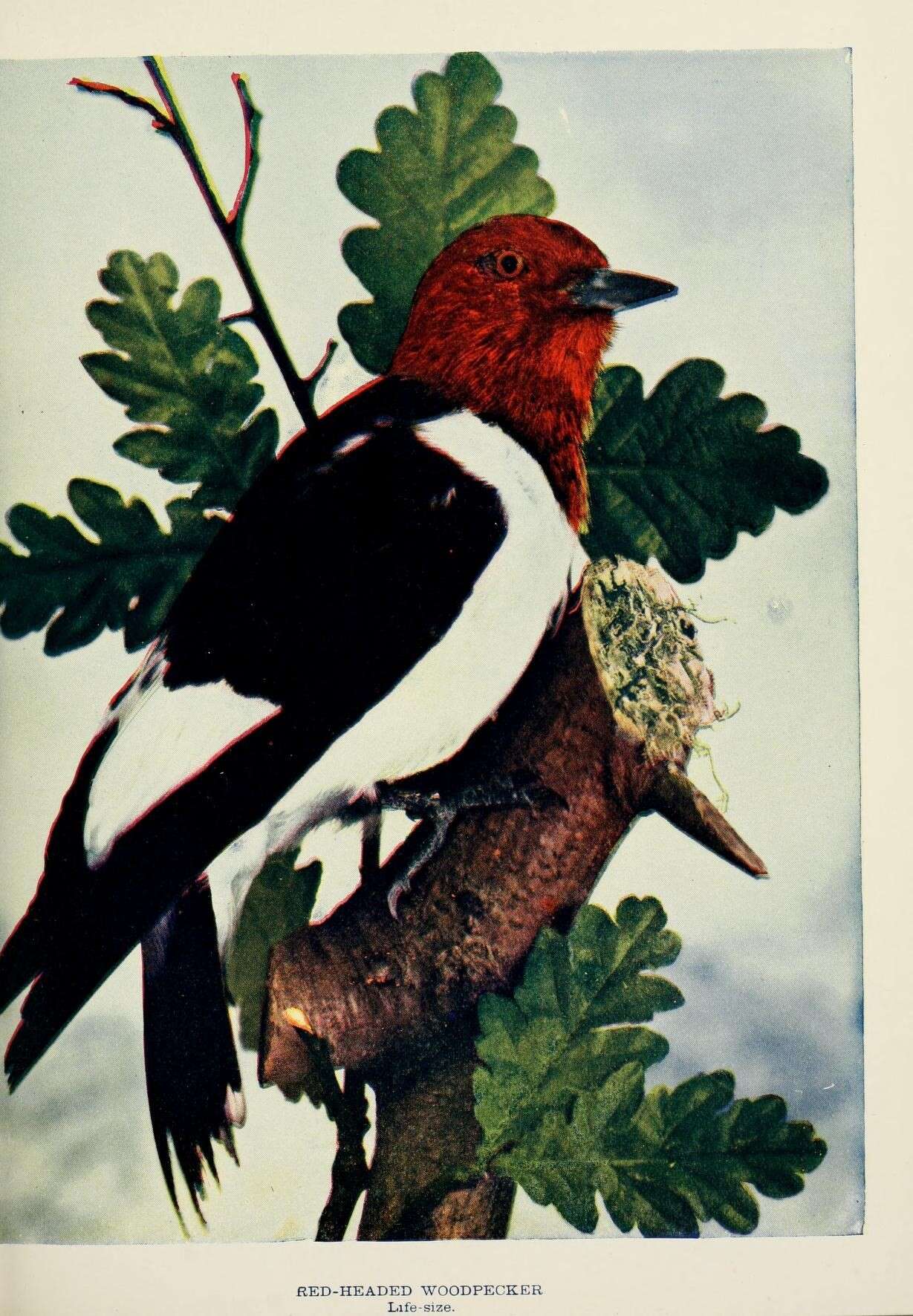Image of Red-headed Woodpecker