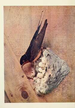 Image of Hirundo Linnaeus 1758