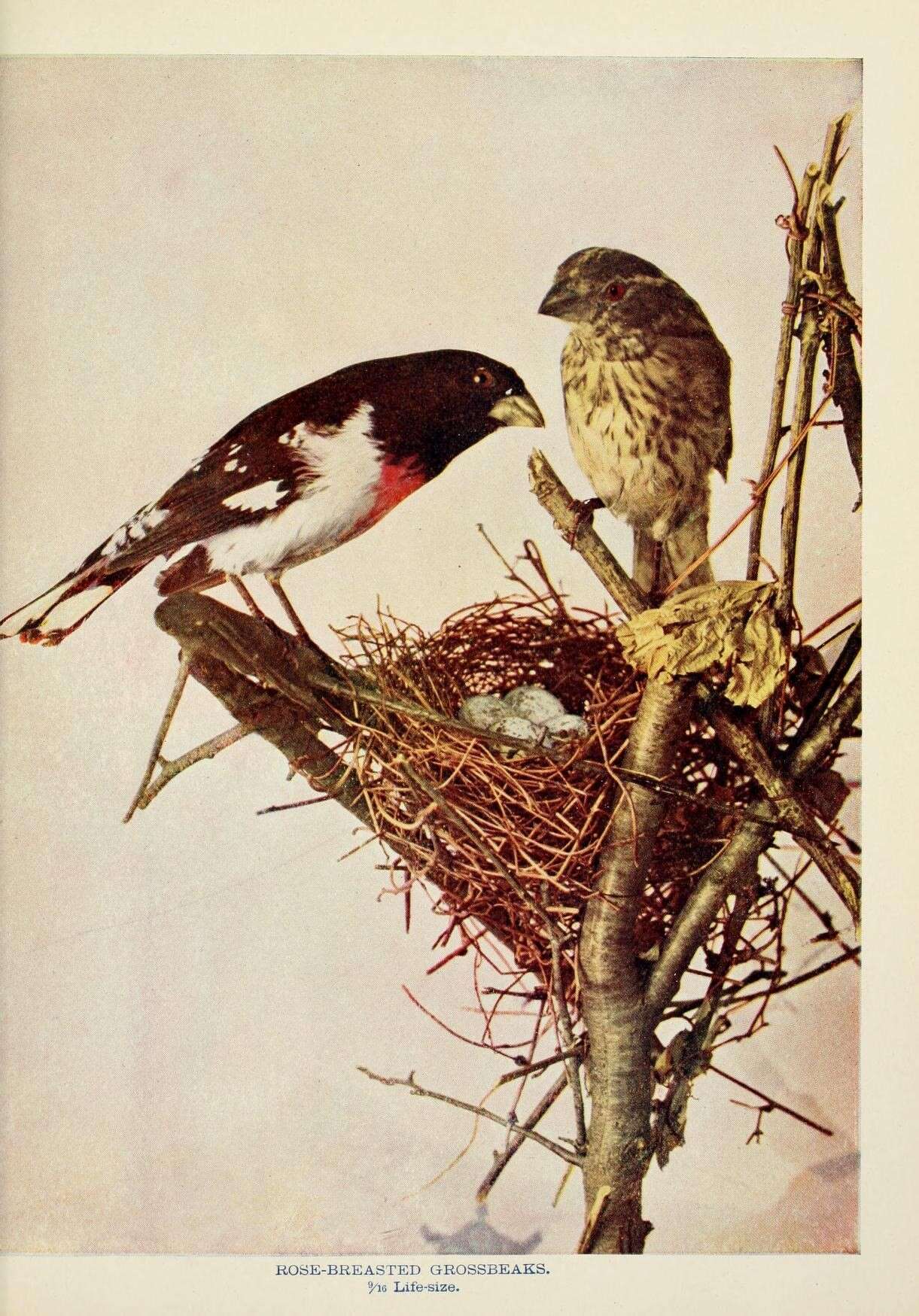 Image of Rose-breasted Grosbeak