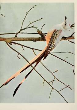 Image of Scissor-tailed Flycatcher